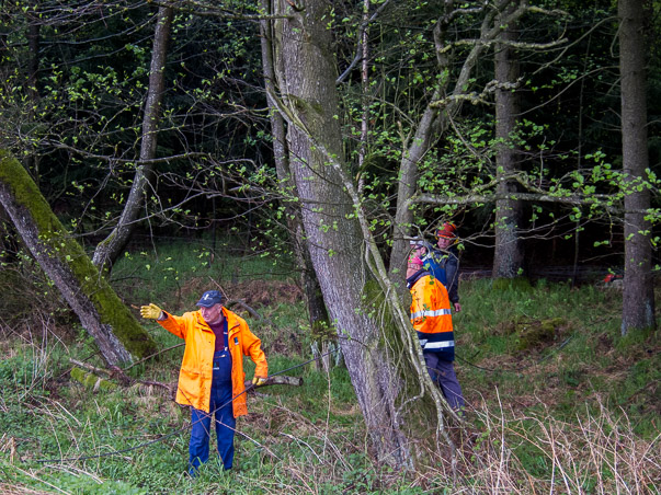 Maibaumumlegen 2015