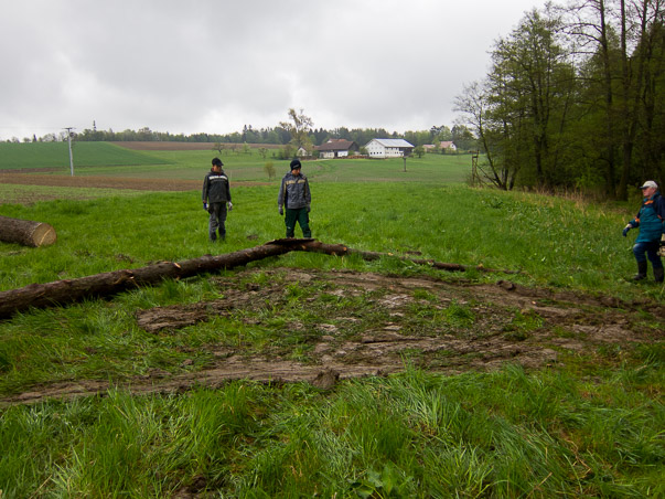 Maibaumumlegen 2015