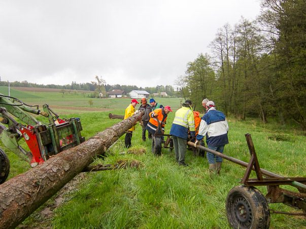 Maibaumumlegen 2015